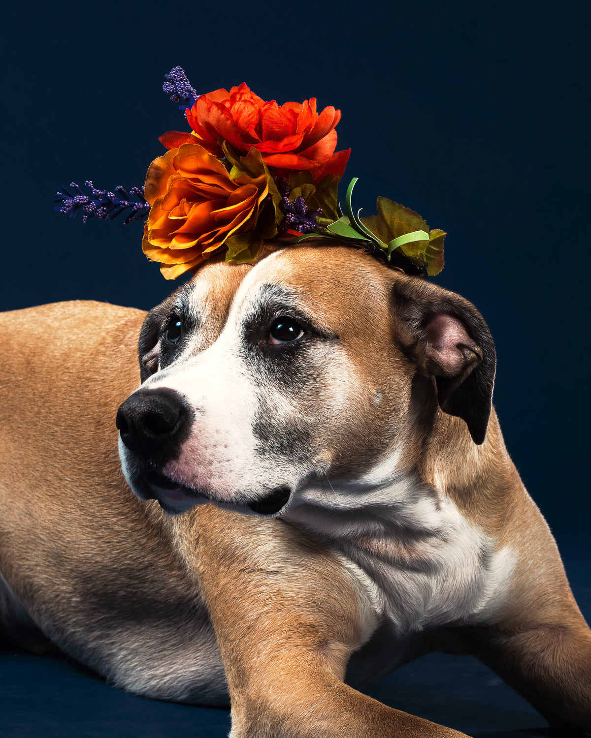 Quality products for happier, healthier pets.